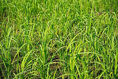 《撞车嘉年华2》计划在明年3月31日之前发布正式版