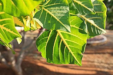 卡普空更新旗下白金游戏榜单 《怪猎：世界》依然占据榜首 